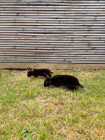 Two black Havana bunnies needing a new loving home.