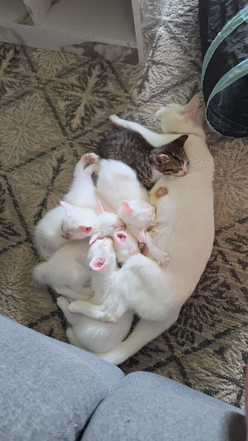 White kitten for sale