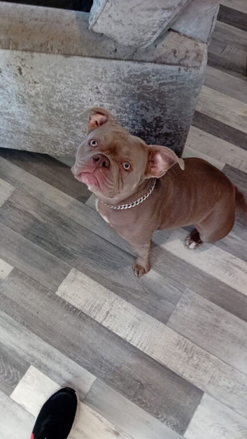 Staffy x pocket bully
