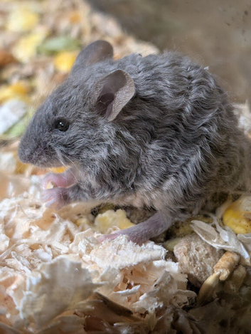 Rex coat fancy mice