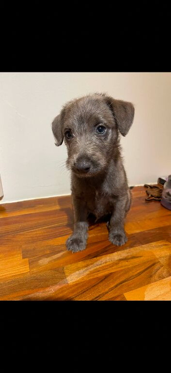 Whippet x Bedlington