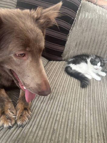 2 brother kittens