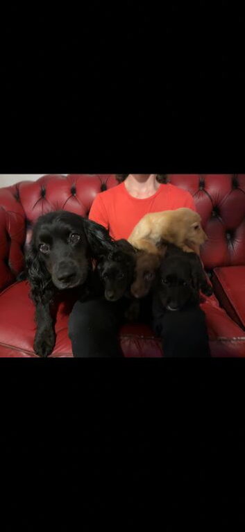 Cocker spaniel puppies