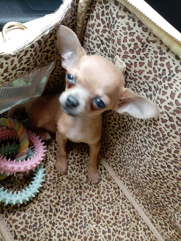Chihuahua pups
