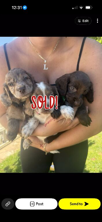 F1 Sprocker Spaniel puppies ( READY NOW )