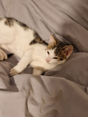 Kitten for sale