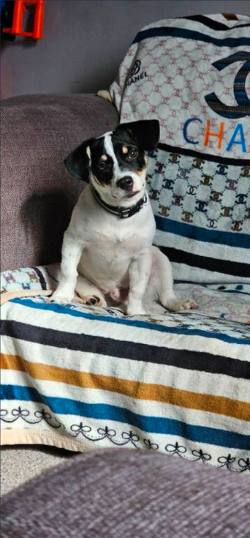 Jack russell chase for new home