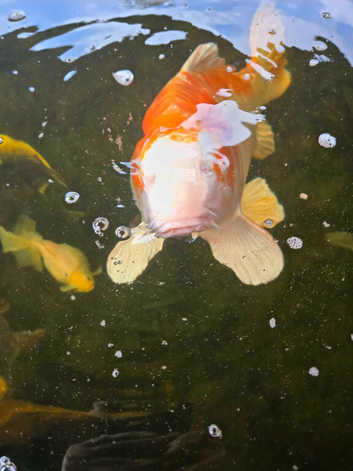 Koi pond closing down