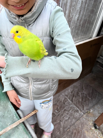 Budgies available for a good home- experienced breeder