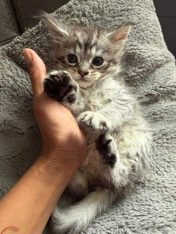 Maine Coone  kittens
