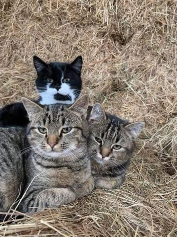 Farm cats looking for new farm x6