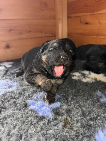 Kc registered German shepherd puppies