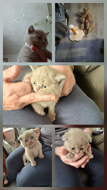 British lilac/Scottish fold