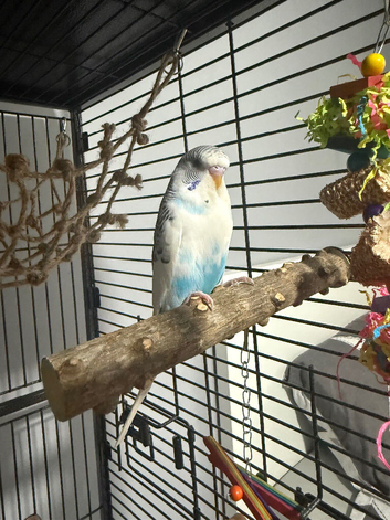 Baby budgies
