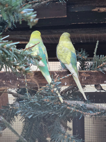 Pair budgies