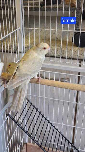 Grey and Cream Kakariki