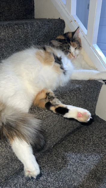 Adorable Kittens for Sale