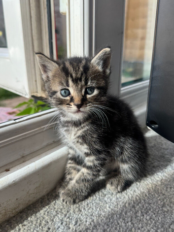 Kittens