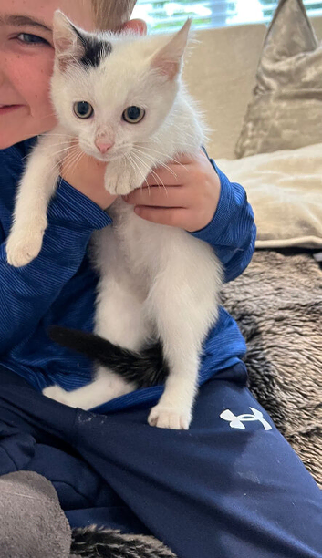 Beautiful white girl kitten