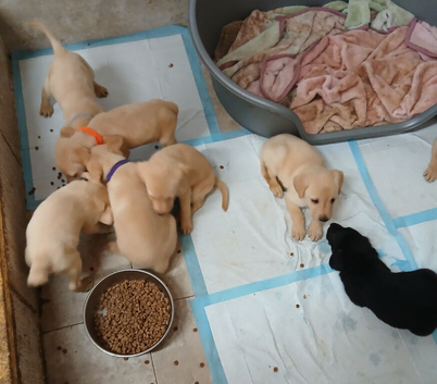 3 female labrador retriever puppies