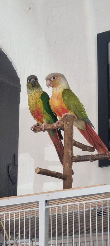 Pair of conures pineapple and green cheek