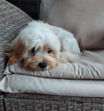 Maltipoo boy