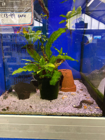 Spiny Eel (Macrognathus pancalus)