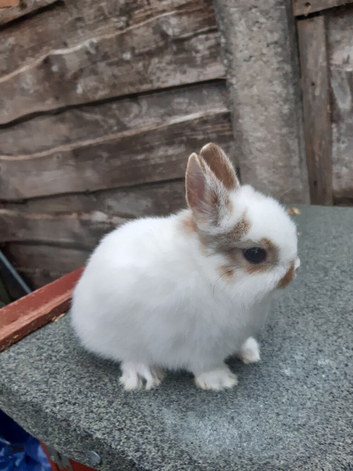 Charlie netherland dwarf buck