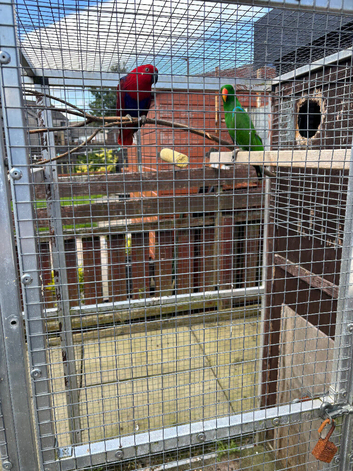For Sale Proven Pair Of Electus Parrots