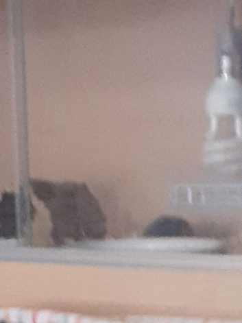 Adult lesser tenrec with or without vjv
