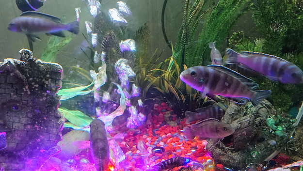 6 for Demasoni Cichlids