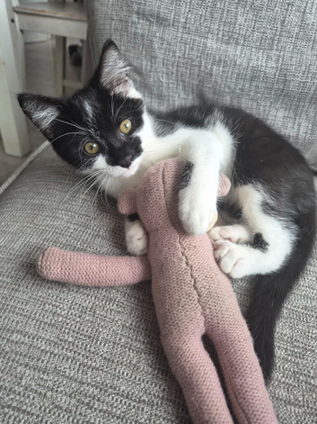 Stunning Half‑Bengal Cross Kitten &ndash; 3 Months Old