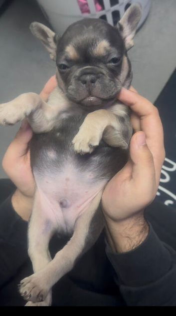 French Bulldog