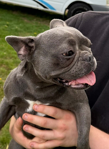 2 year old French bulldog