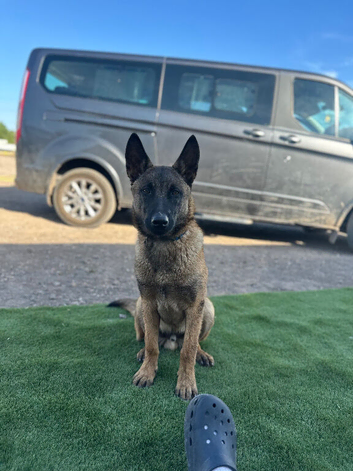Belgian malanois k9