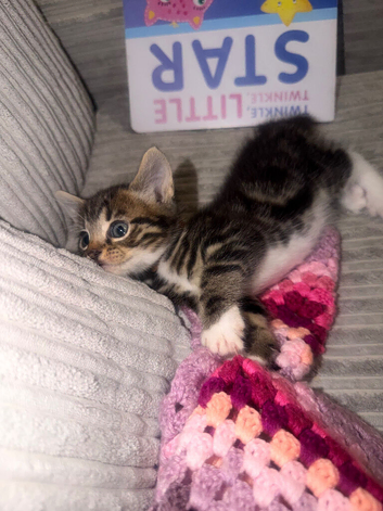 Kitten for sale