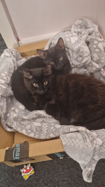 Kittens for rehomeing