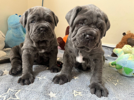 2 Neapolitan mastiff puppies Dori & dozer