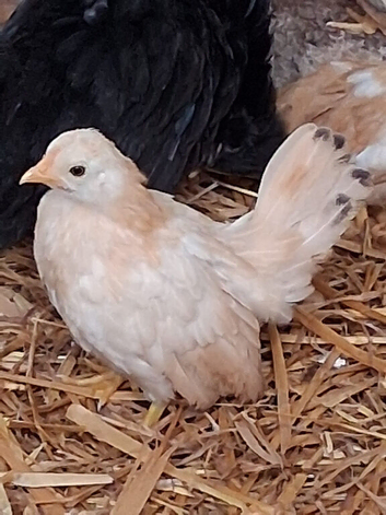 Serama chickens