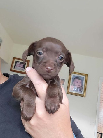 READY NOW!! Cockapoo x chihuahua girls