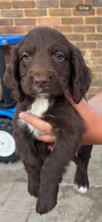 Cocker spaniel boys