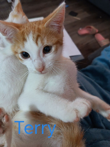 Beautiful litter of 4 looking for their forever homes