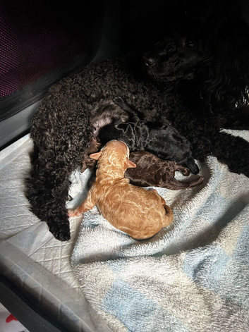 3 toy poodles