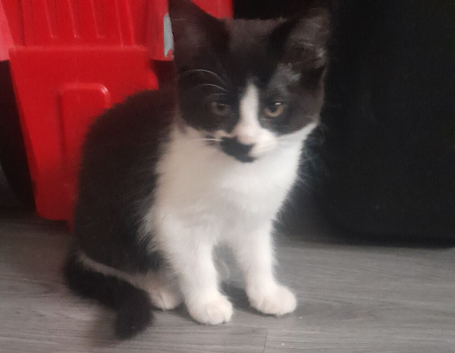 Kittens for sale