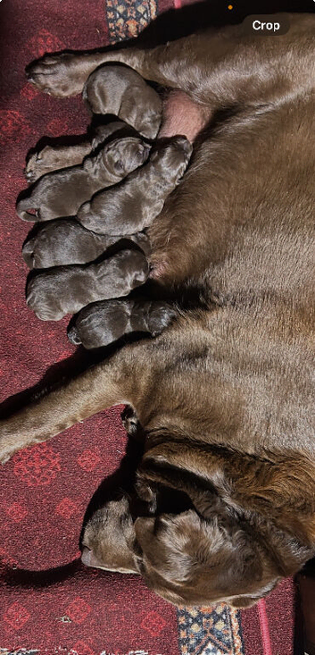 Beautiful Chocolate Labrador Puppies Ready for Loving Homes