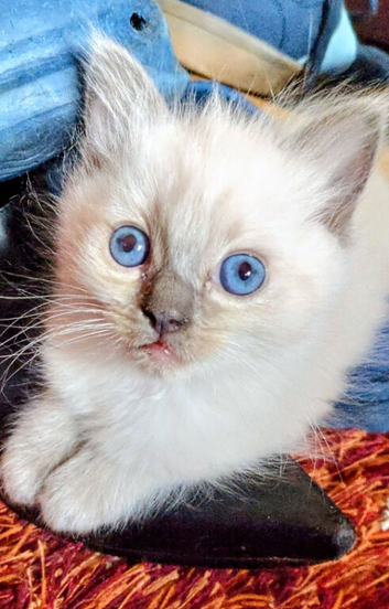 Ragdoll kittens
