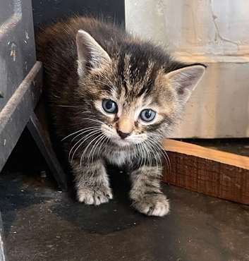 Kittens for sale