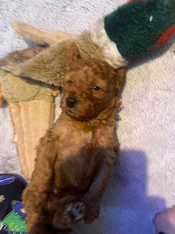 5 Beautiful  F1B Cavapoos for sale