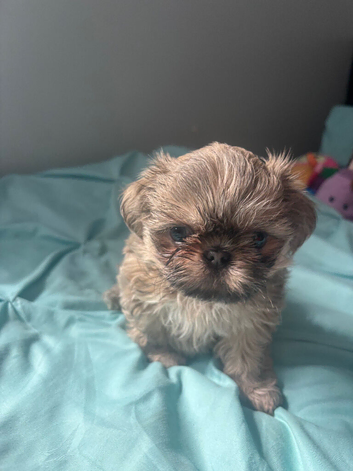 Boy Shih Tzu