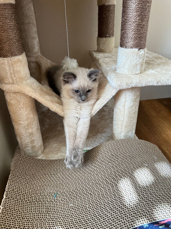 Ragdoll male kitten